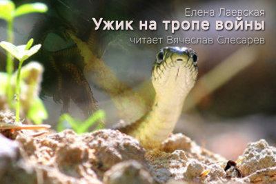 Слушайте бесплатные аудиокниги на русском языке | Audiobukva.com Лаевская Елена - Ужик на тропе войны