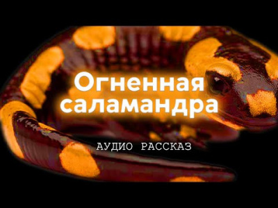 Слушайте бесплатные аудиокниги на русском языке | Audiobukva.com Курганов Иван - Огненная саламандра