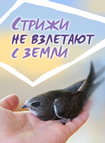 Слушайте бесплатные аудиокниги на русском языке | Audiobukva.com Стахеев Сергей - Стрижи не взлетают с земли