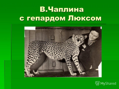Слушайте бесплатные аудиокниги на русском языке | Audiobukva.com Чаплина Вера - Память зверя